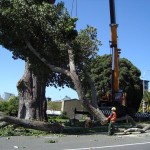 Agrigento, taglio alberi a Porta di Ponte: “nessuna irregolarità o violazione”