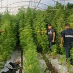 Scoperta maxi piantagione di “Marijuana” di 3000 mq: arrestato palmese