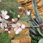 La primavera fa capolino ad Agrigento: fioriti i mandorli del giardino botanico