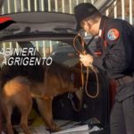 Ribera, cane antidroga trova tre panetti di Hashish in giardino: arrestato 37enne