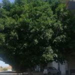 Abbandono a Monserrato: alberi non potati e situazione di pericolo per le strade – VIDEO