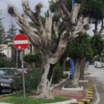 “Ucciso” un albero a San Leone: l’indignazione del sindaco Lillo Firetto