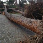 Agrigento, strada statale 118: venerdì tratto chiuso per l’abbattimento di un albero