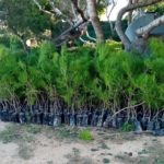 Lampedusa, nasce un nuovo “bosco”: saranno piantati 6.500 alberi, uno per ogni abitante dell’isola