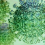 Coronavirus: l’aggiornamento in Sicilia, 1.242 attuali positivi e 60 guariti
