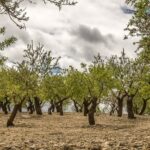 Montevago, danneggiate piante di ulivo: si indaga