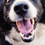 Cani malnutriti e in stato di abbandono nell’agrigentino: scatta una denuncia