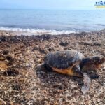 San Leone, tartaruga trovata morta. Mareamico Agrigento: “la plastica ucciderà tutti” – VIDEO