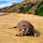 Scala dei Turchi, trovato morto un esemplare di caretta caretta – VIDEO