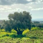 Paesaggio, il Parco Valle dei Templi sta impiantando circa 2 mila tra mandorli e pistacchi